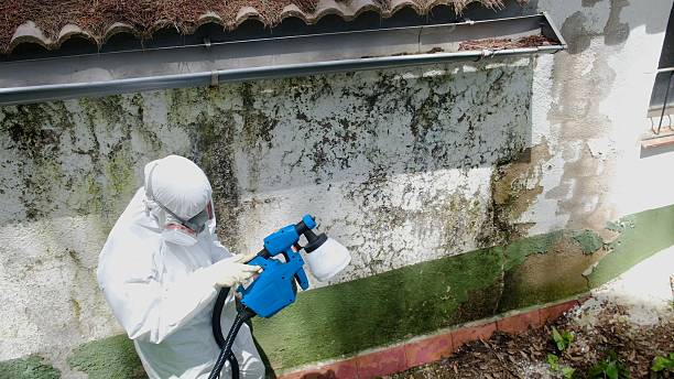 Trusted Attic Mold Removal service in Port Tobacco, MD - Cheap Mold Removal